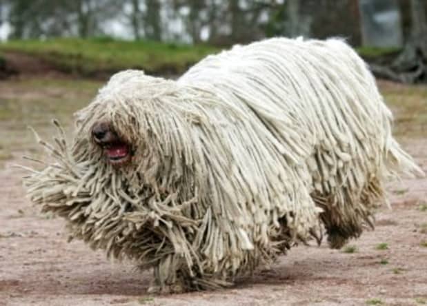 what are dogs that look like mops