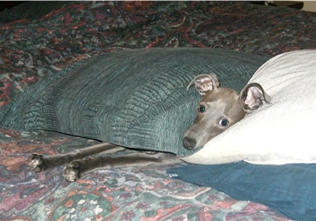 are italian greyhound noisy