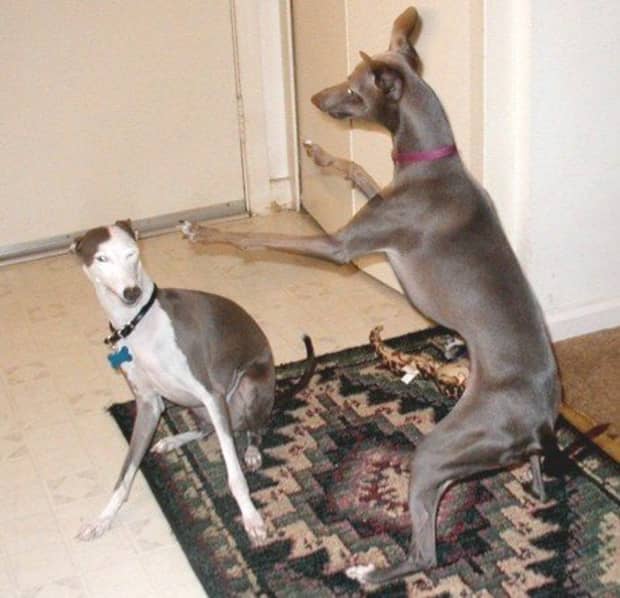 are italian greyhound noisy