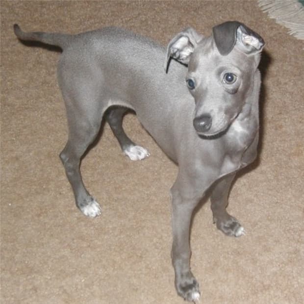 are italian greyhound noisy