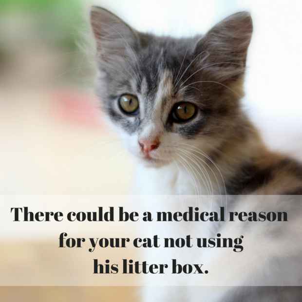 cat not using litter