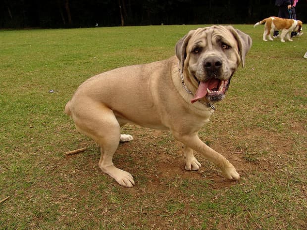 are cane corso puppies lazy