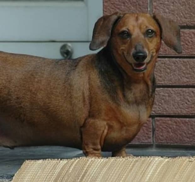 small fat dog breeds