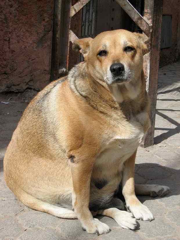 small chubby dog breeds