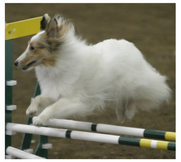 what are faults in dog agility