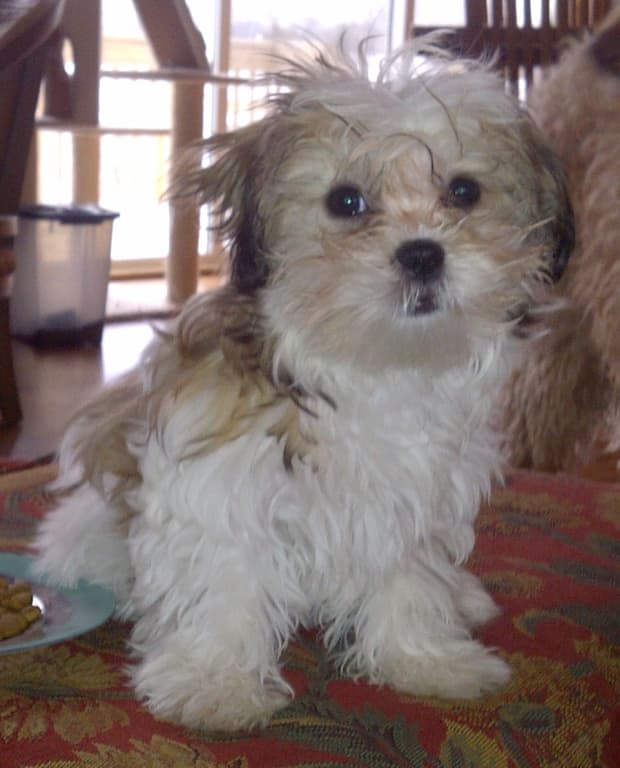 teddy bear dog shih tzu maltese