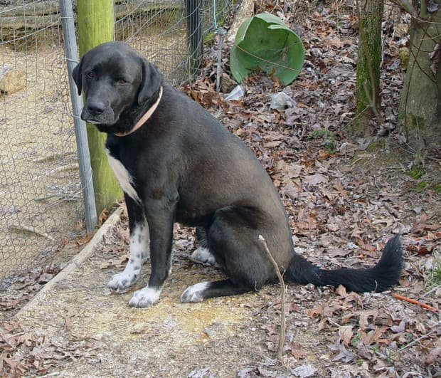 how to train a dog to guard chickens