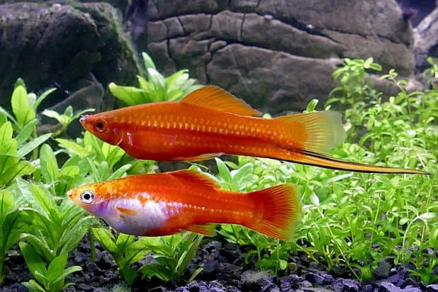 best starter fish for tropical tank