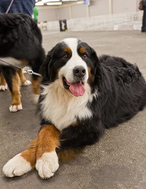 bernese mountain dog vs st bernard whats the difference
