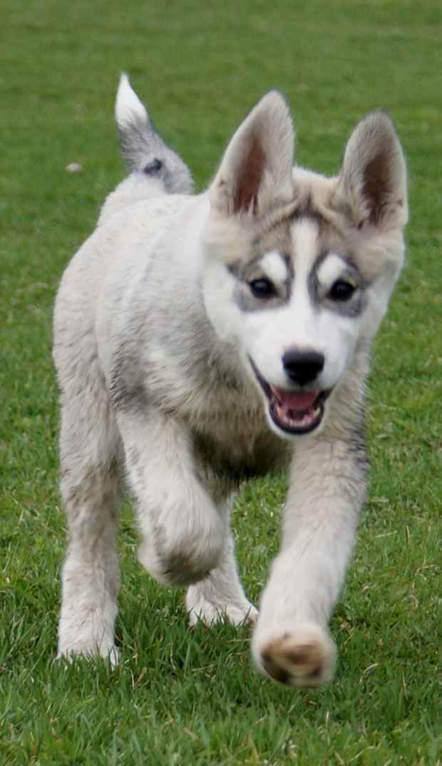 small wolf dog breeds