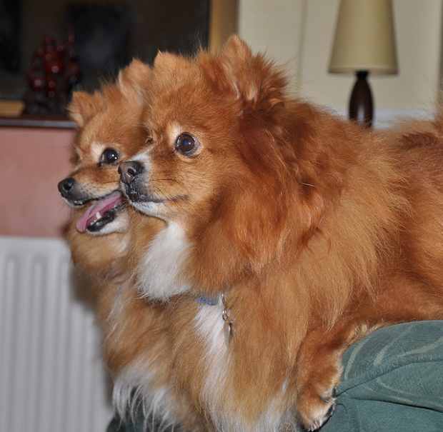 cute tiny fluffy dogs