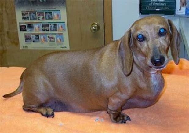 is jumping bad for dachshunds