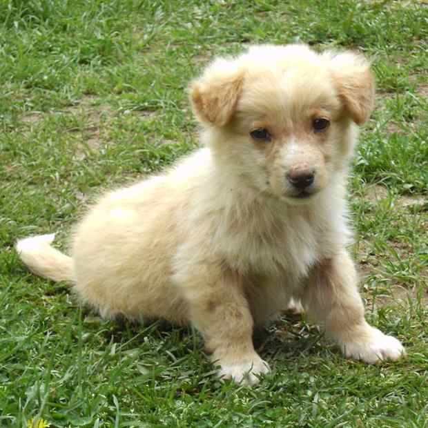 using capstar to get rid of fleas