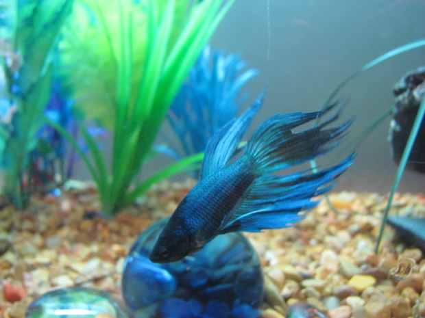 oldest betta fish