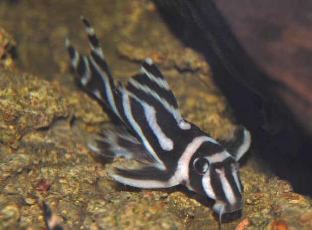 black and white freshwater catfish