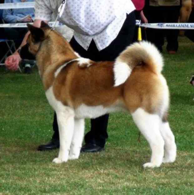 dog connected toe pads