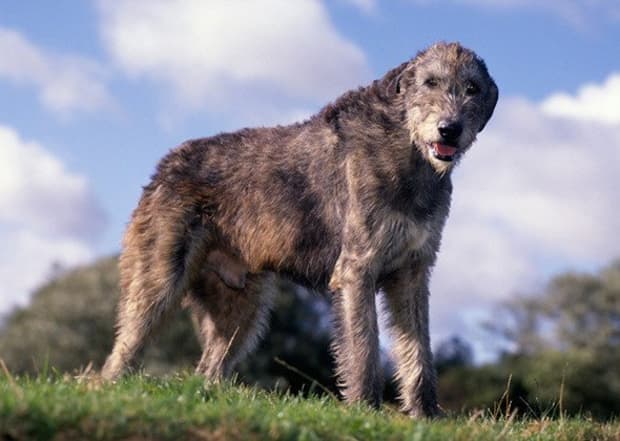 are bukovina sheepdogs good with kids