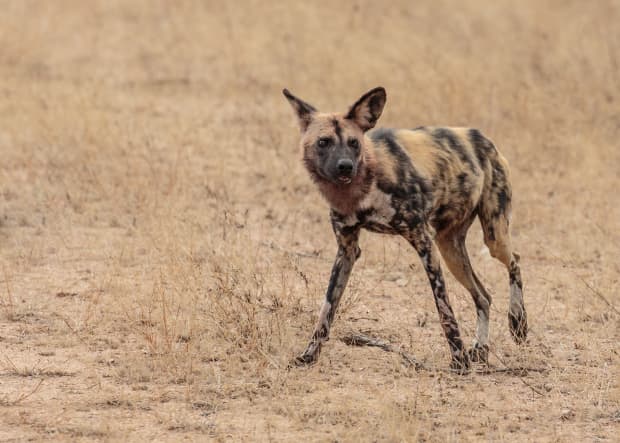 are bush dogs dangerous