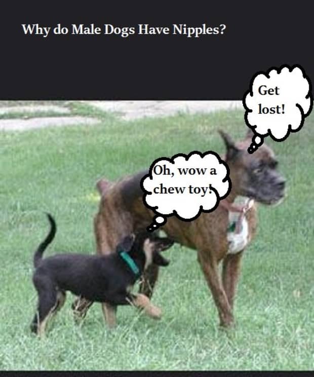 dog and boy gay sex stories