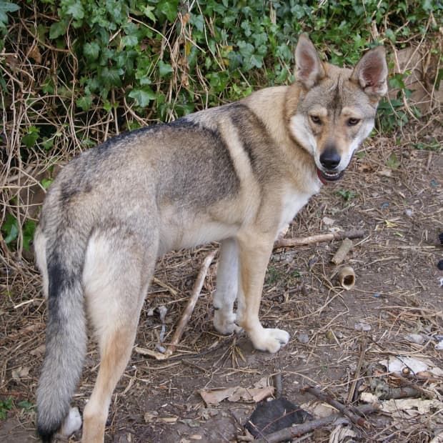 which dog breed is closest to wolves