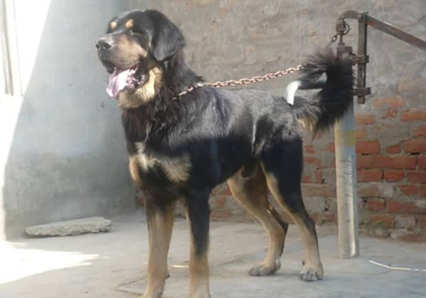 can a bakharwal dog guard a home