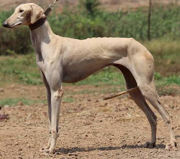 what is the breed of mudhol hound