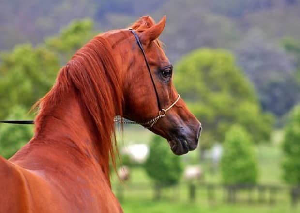 red bay horse