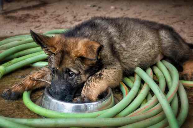 german shepherd crate training