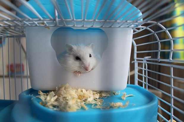 dwarf hamster bed