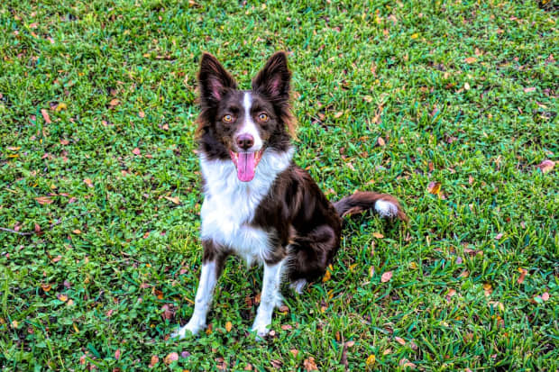 liver colored border collie