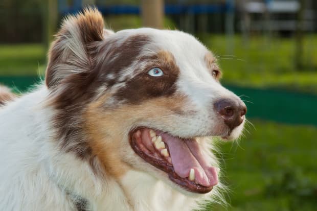 how do i train my australian shepherd not to herd