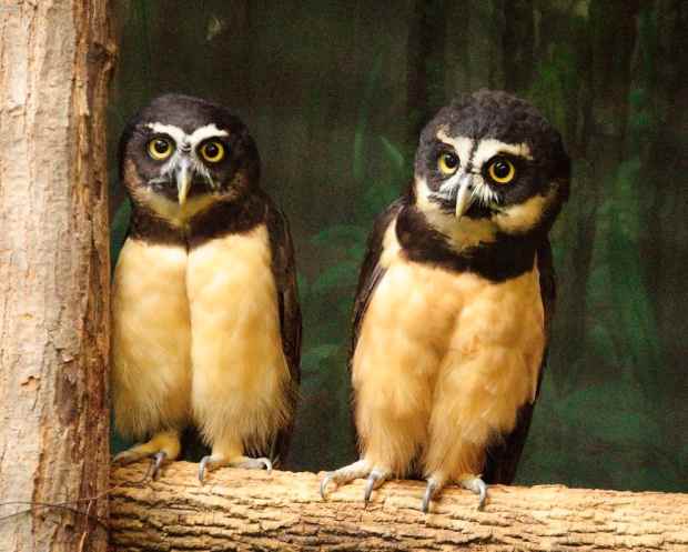 can you have an owl as a pet in india