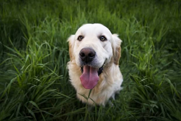 why do dogs eat grass or weeds