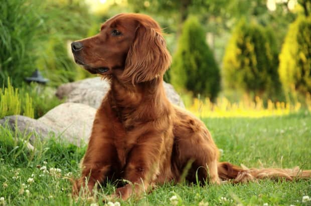 do irish setters smell bad