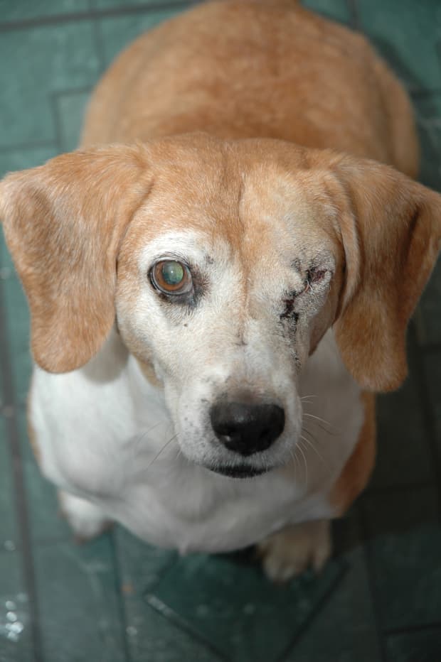 is a dog with glaucoma in pain