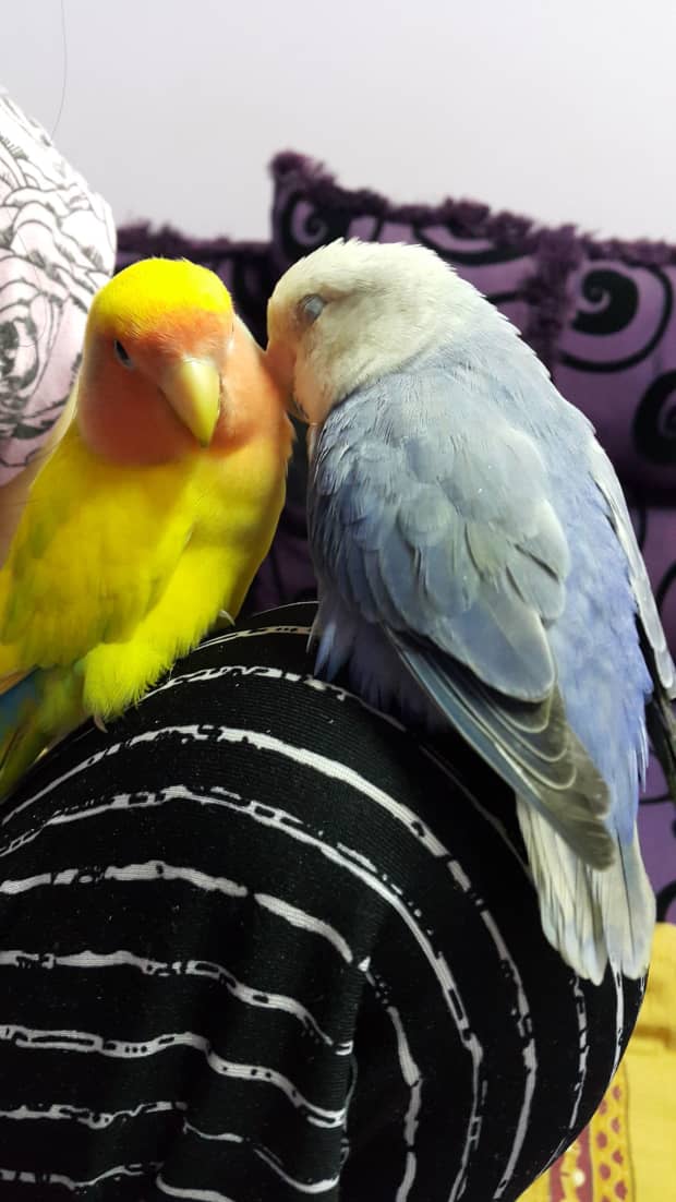 lovebirds sickness and treatment