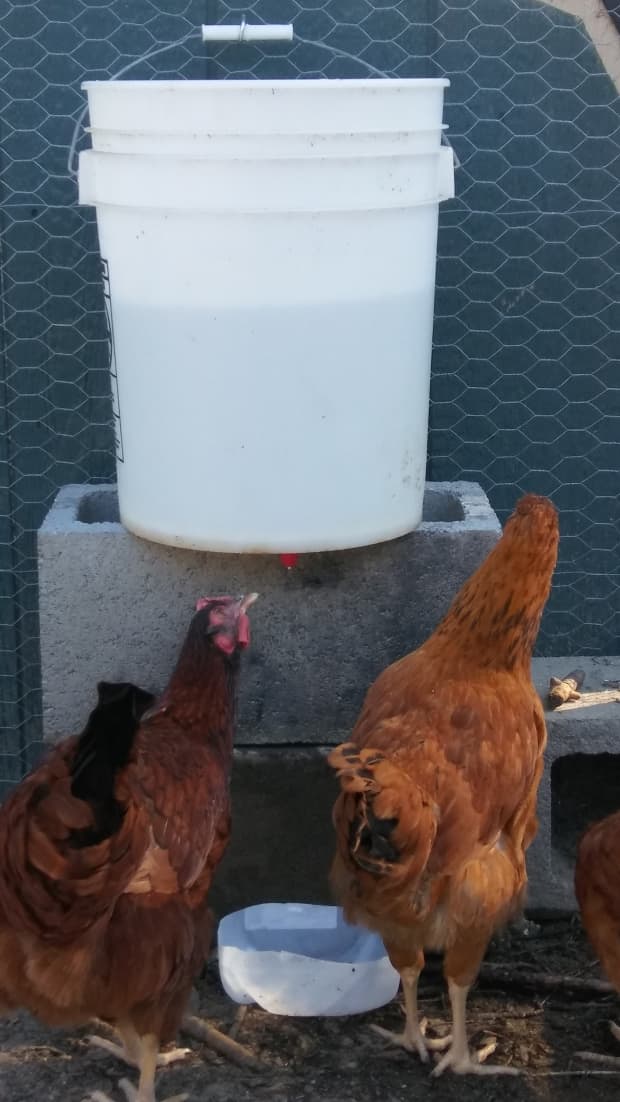 diy auto chicken waterer