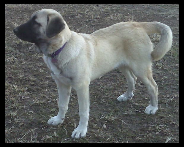 are anatolian shepherds good with cats