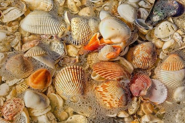 Best Beaches for Shelling in the U.S., From California to ...