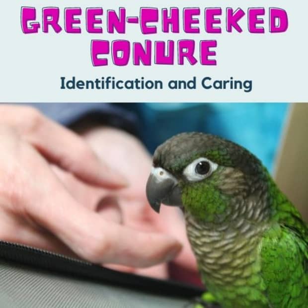 green cheek conure hiding