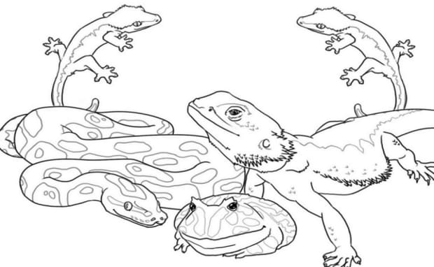 Wild Animals Kids Coloring Pages Free Colouring Pictures To Print Hubpages