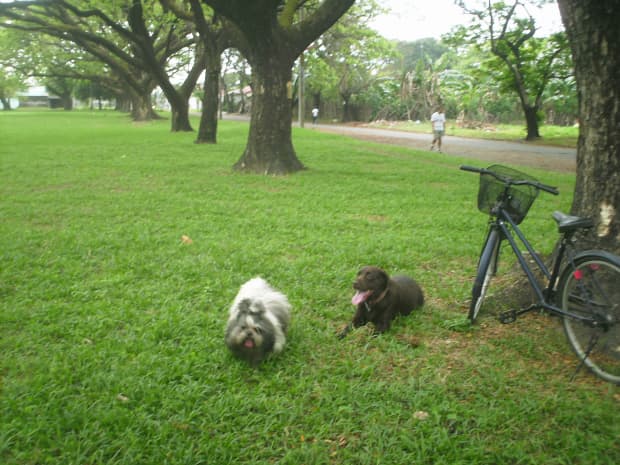 how do you take care of a pregnant shih tzu