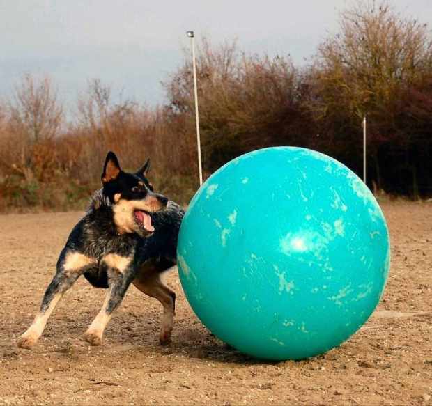 aussie herding ball