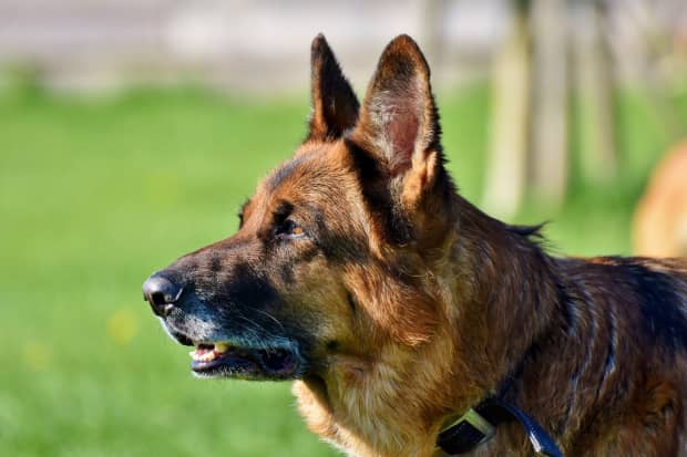 what size collar for german shepherd puppy