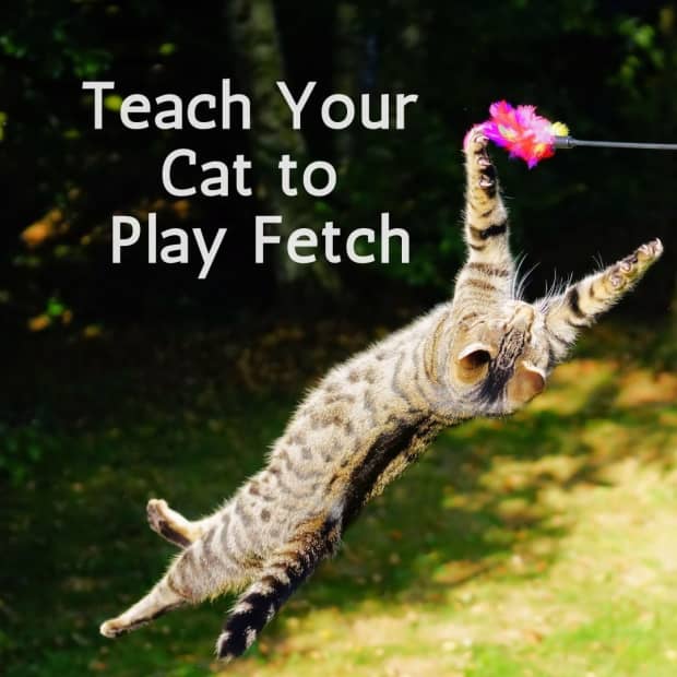 playing fetch with cat