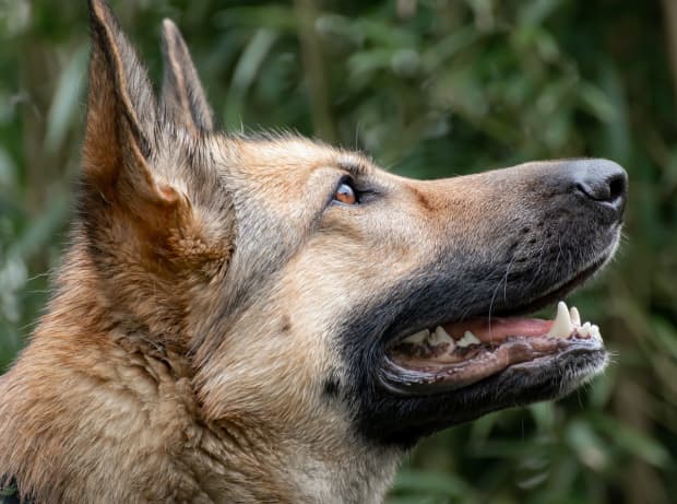 best elevated dog bowls for german shepherds