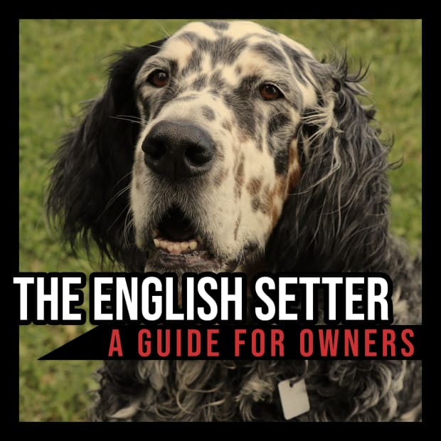 are english setter the most intelligent dogs