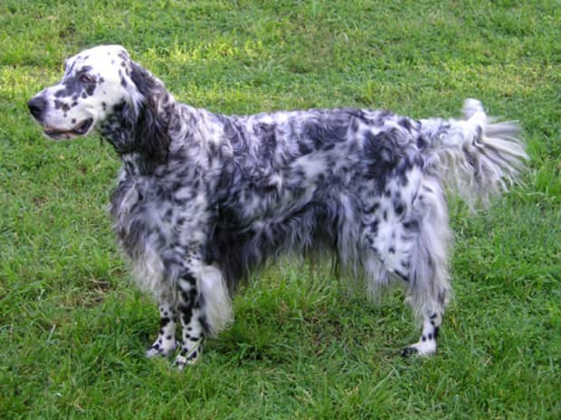 how much does an english setter cost