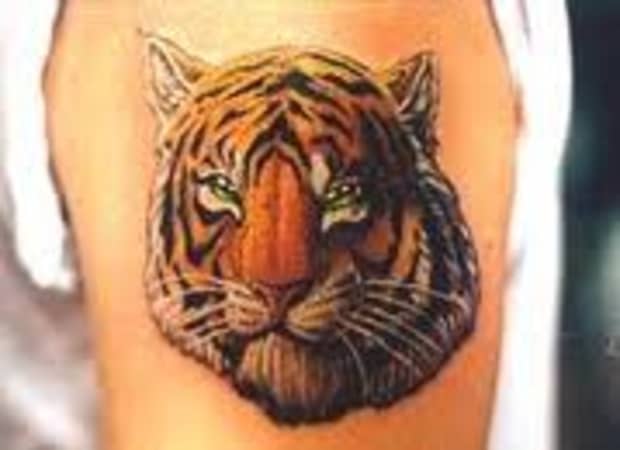 Tiger Tattoo Designs Ideas And Meanings Tatring