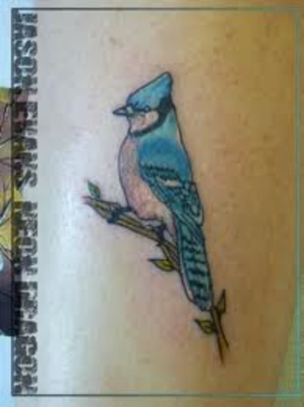 Blue Jay Tattoo Meanings Designs Tatring